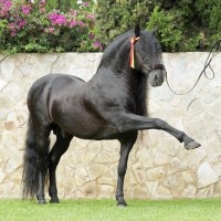 /album/andalusky-kun/andalusian2-jpg/