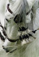 /album/andalusky-kun/andalusian3-jpg/