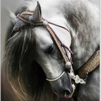 /album/andalusky-kun/andalusian4-jpg/