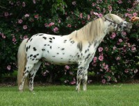 /album/fotogalerie-falabella/falabella-jpg/
