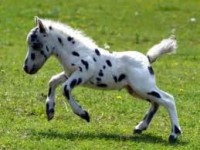 /album/fotogalerie-falabella/falabella1-jpg/