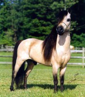 /album/fotogalerie-falabella/falabella3-jpg/