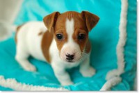 /album/jack-russell-terier/dsc-3159-jpg/