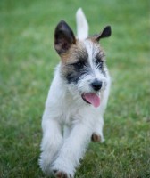 /album/jack-russell-terier/erik-jrt-jpg/