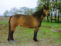 /album/hucul/a829ab89641-62634994-o2-jpg/