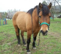 /album/hucul/baron-23-4-2011-004-001-igallery-image0000007-c340xc300-logo-server-koniccicz-jpg/