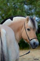 /album/fjordsky-kun/a880a107c861a12fa5293398396de5669-jpg/