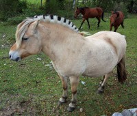 /album/fjordsky-kun/a106675222-er0cbxf3-jpg/