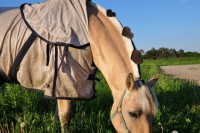 /album/fjordsky-kun/dsc-0153-jpg/